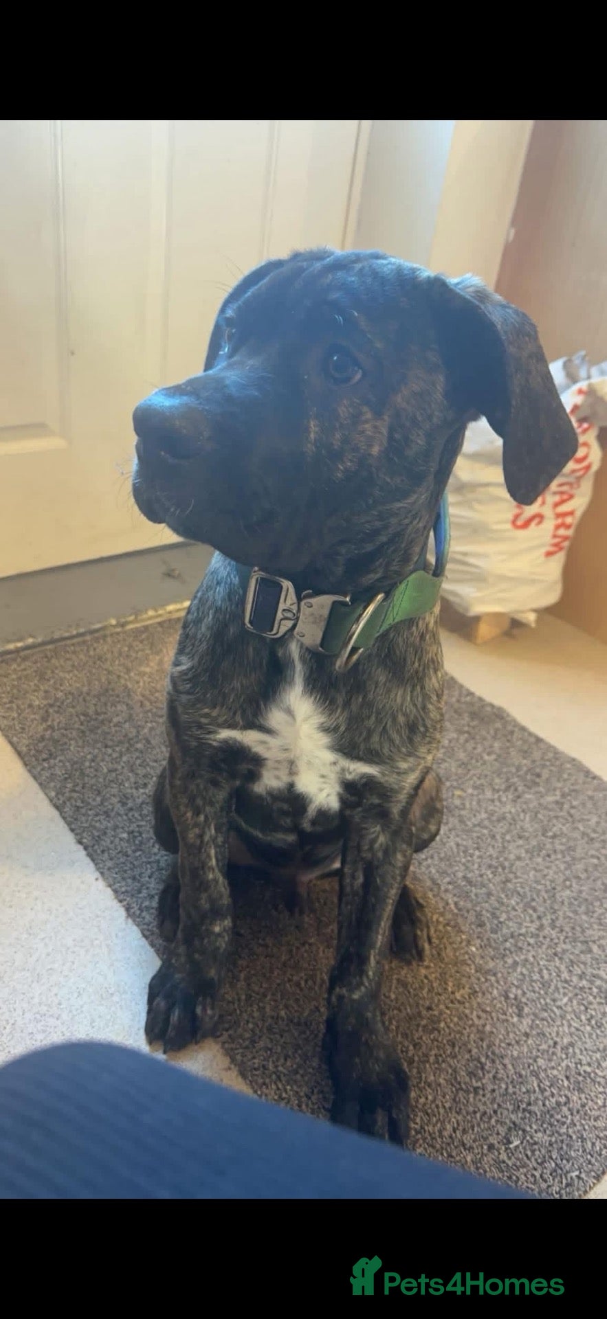 Mixed Breed dogs Only 8 left, blues, brindles, blacks and fawns - Advert 2