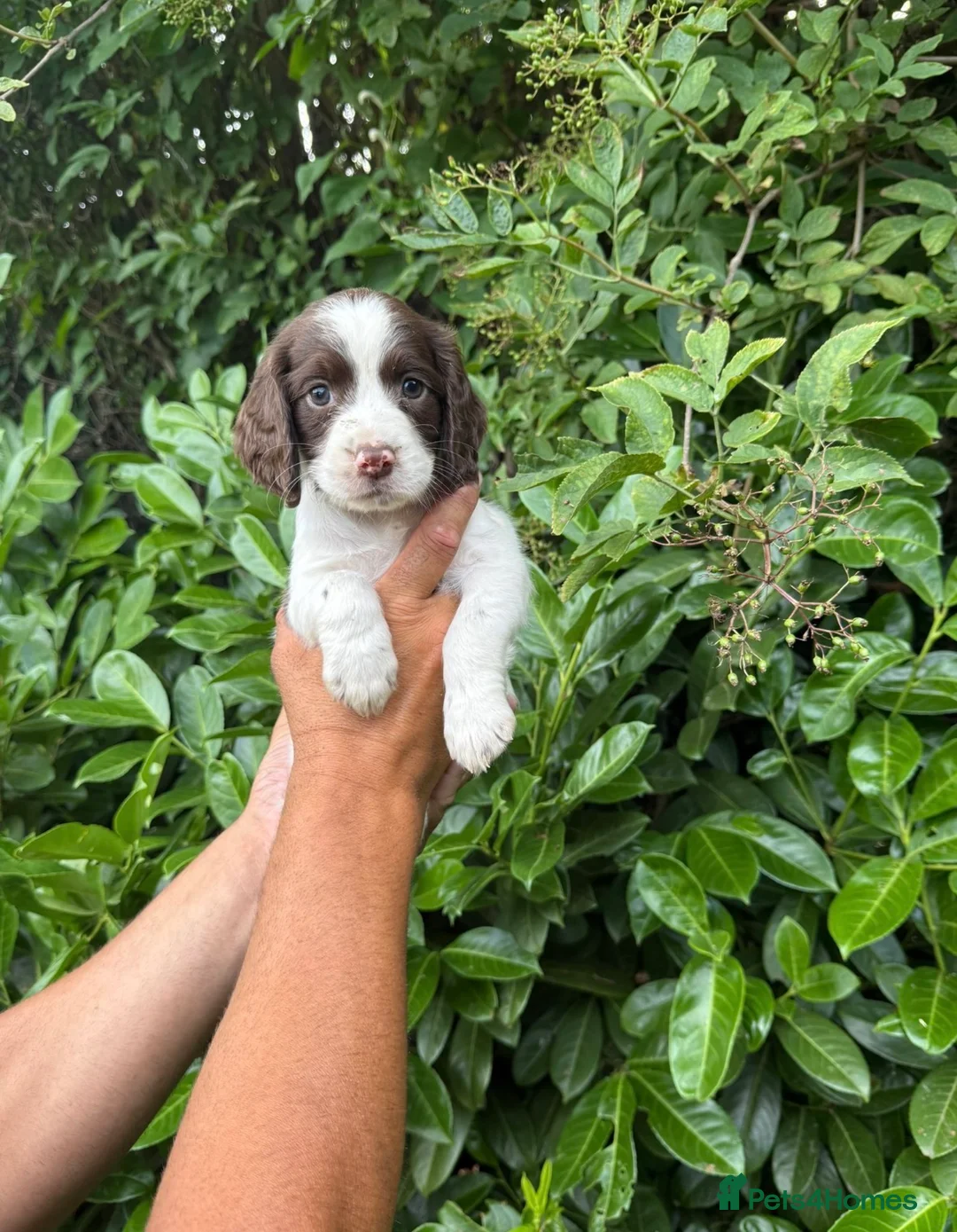 Sprocker dogs for sale: 6 sprocker  - Advert 2