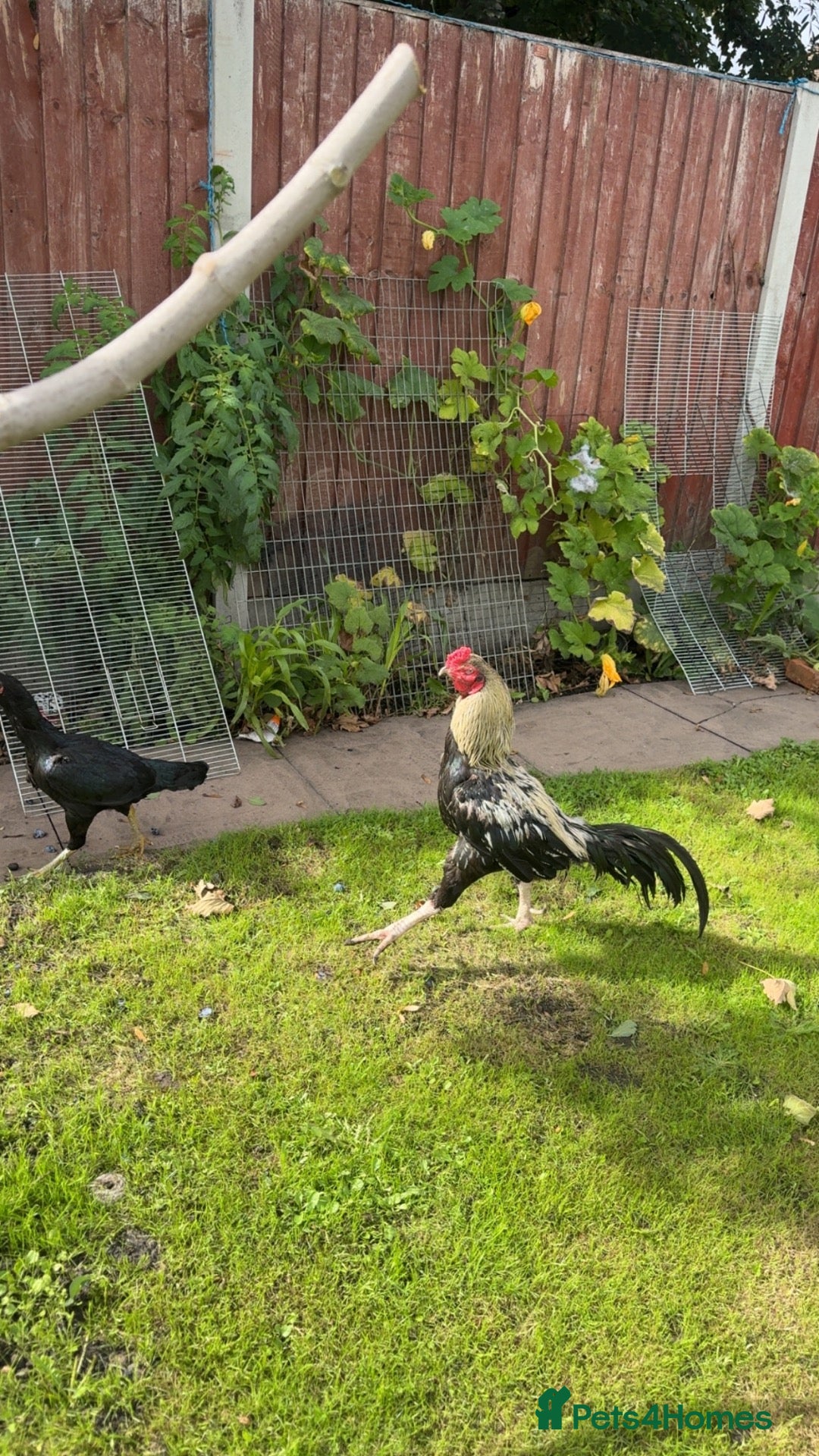 Chickens poultry Aseel chicken - Advert 10