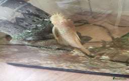 Catfish fish for sale: Albino Bristlenose Catfish - Image 1