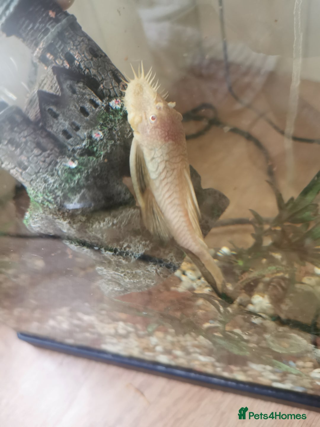 Catfish fish for sale: Albino Bristlenose Catfish - Image 1