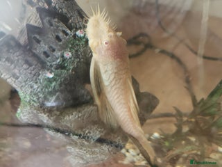 Catfish fish - Advert 2