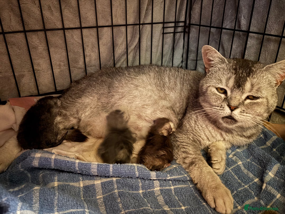 British Shorthair cats for sale: Beautiful silver black tipped girl 💕 - Image 12