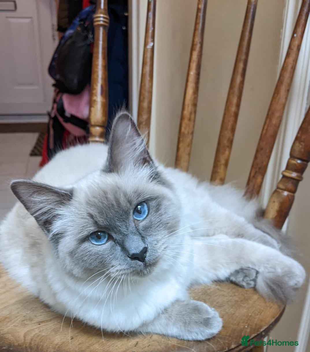 Ragdoll cats 💙GCCF 💙💛Ragdoll blue point mitted kittens  - Advert 2