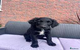 Mixed Breed dogs for sale: Collie Setter puppies - Image 13