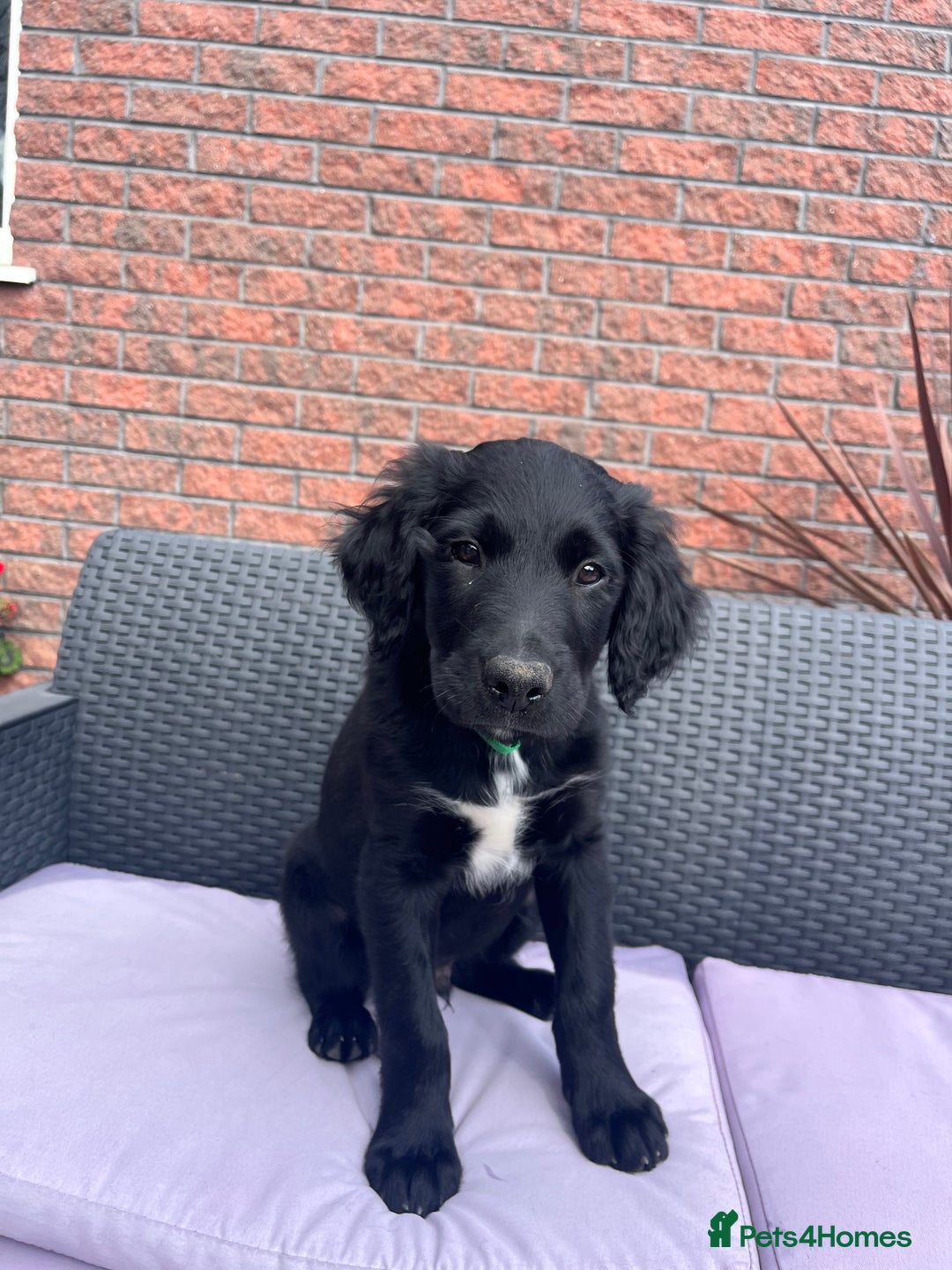 Mixed Breed dogs for sale: Collie Setter puppies - Image 13