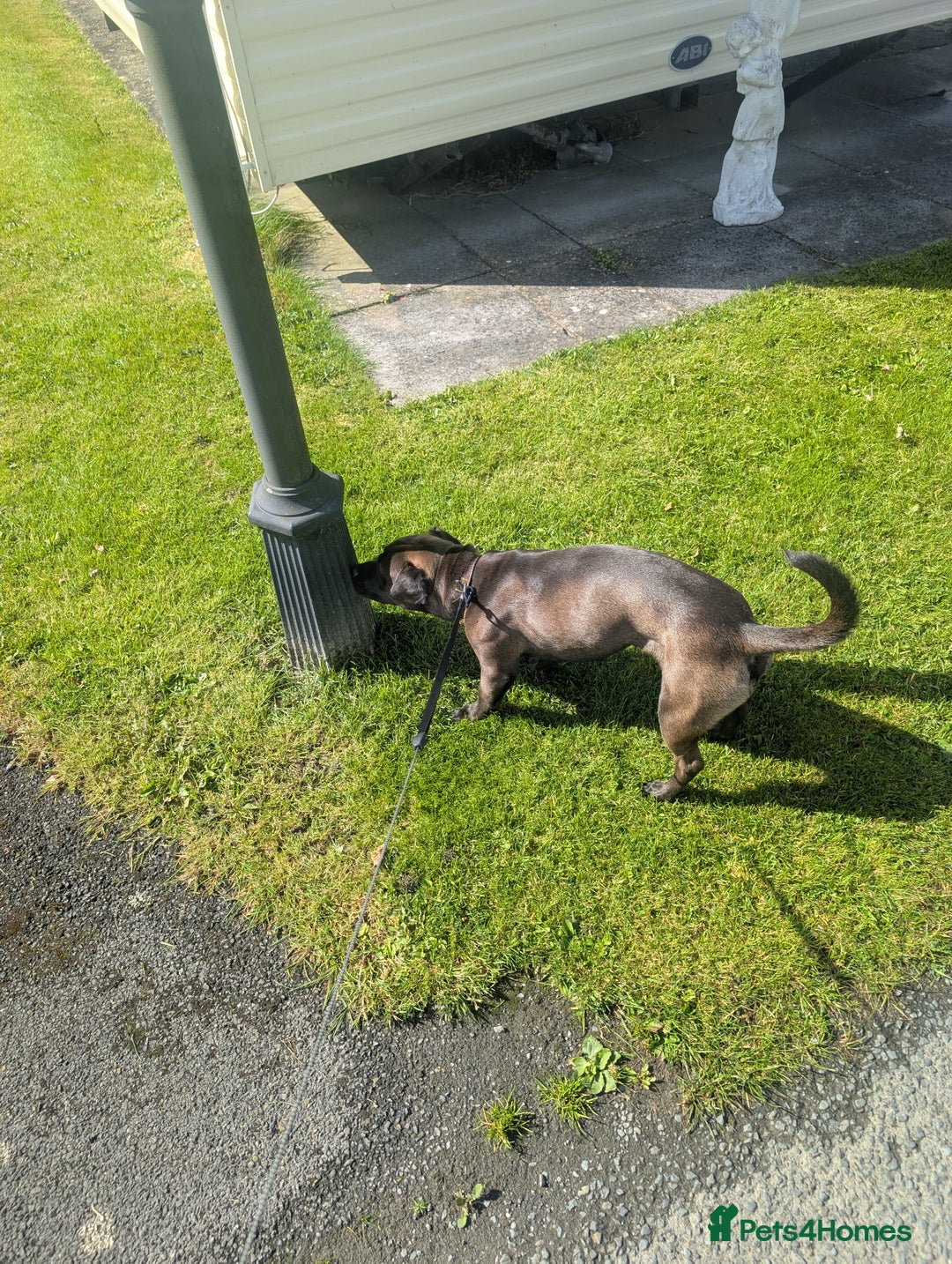 Mixed Breed dogs for sale: 10 month staffy cross with chihuahua  - Image 10