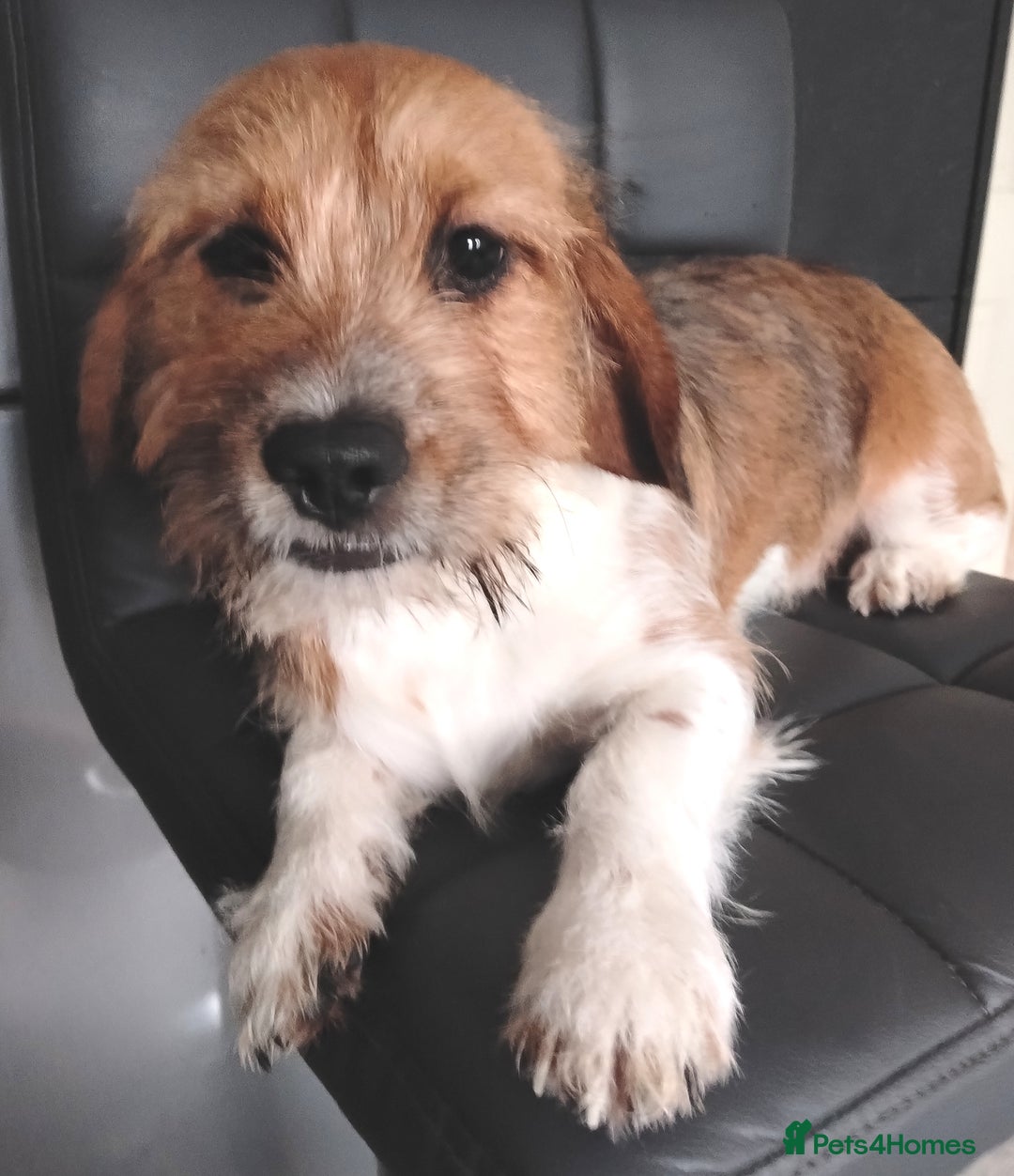 Mixed Breed dogs for sale: Shweenie pup looking for forever home - Advert 2