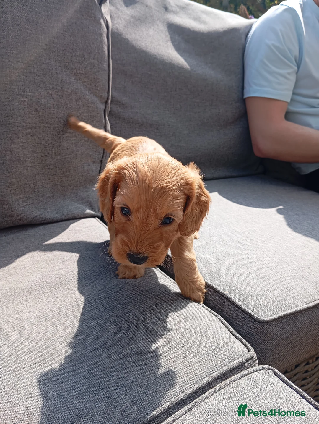 Cockapoo dogs for sale: Cockapoo puppies - Advert 5