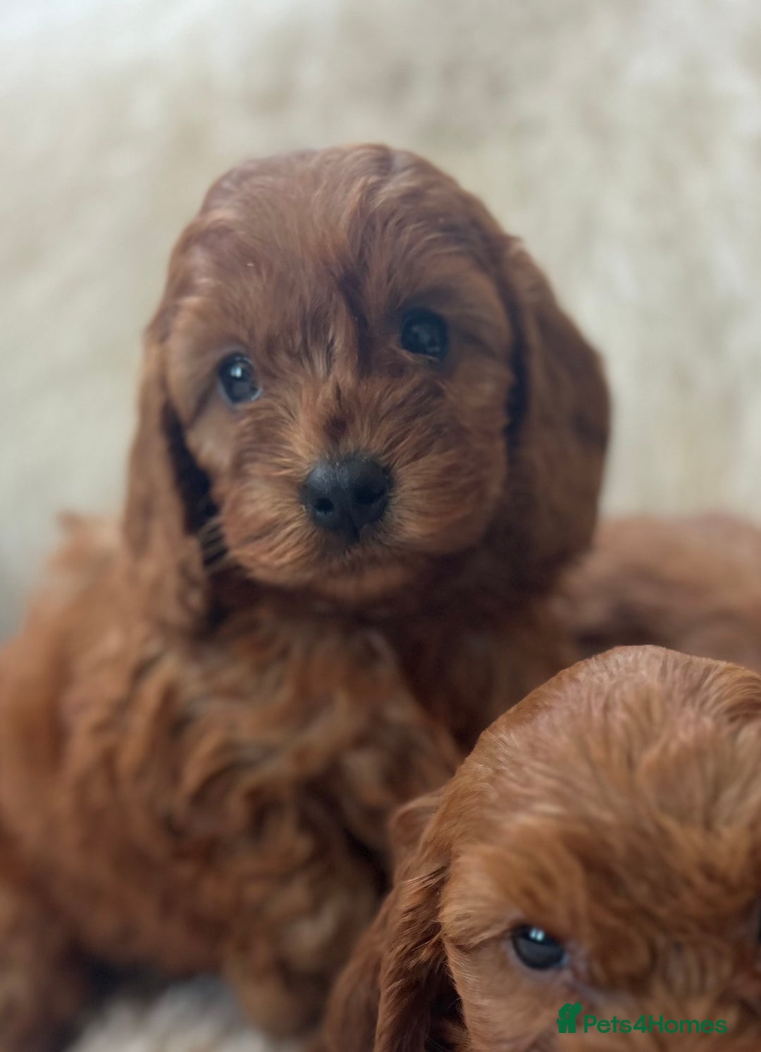 Cavapoo dogs for sale: CAVAPOO READY NEXT WEEK  - Image 3