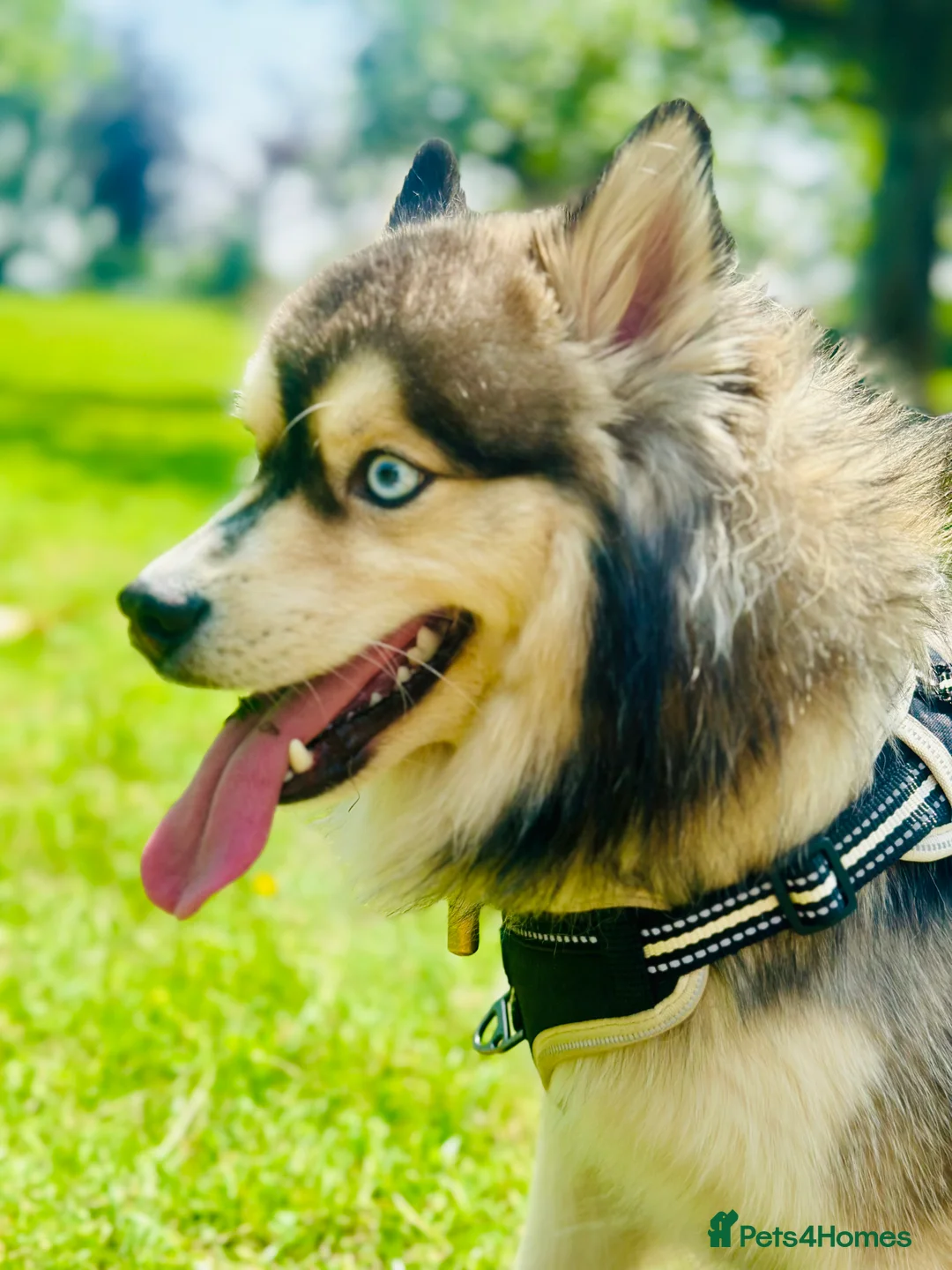 Pomsky dogs for stud: 🔥 Zorro – Proven Pomsky Stud | £850 🔥 - Advert 11