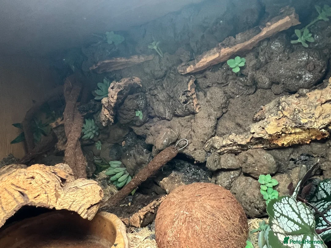 Snake reptiles for sale: Stunning Western Hognose female. With full set up - Advert 6