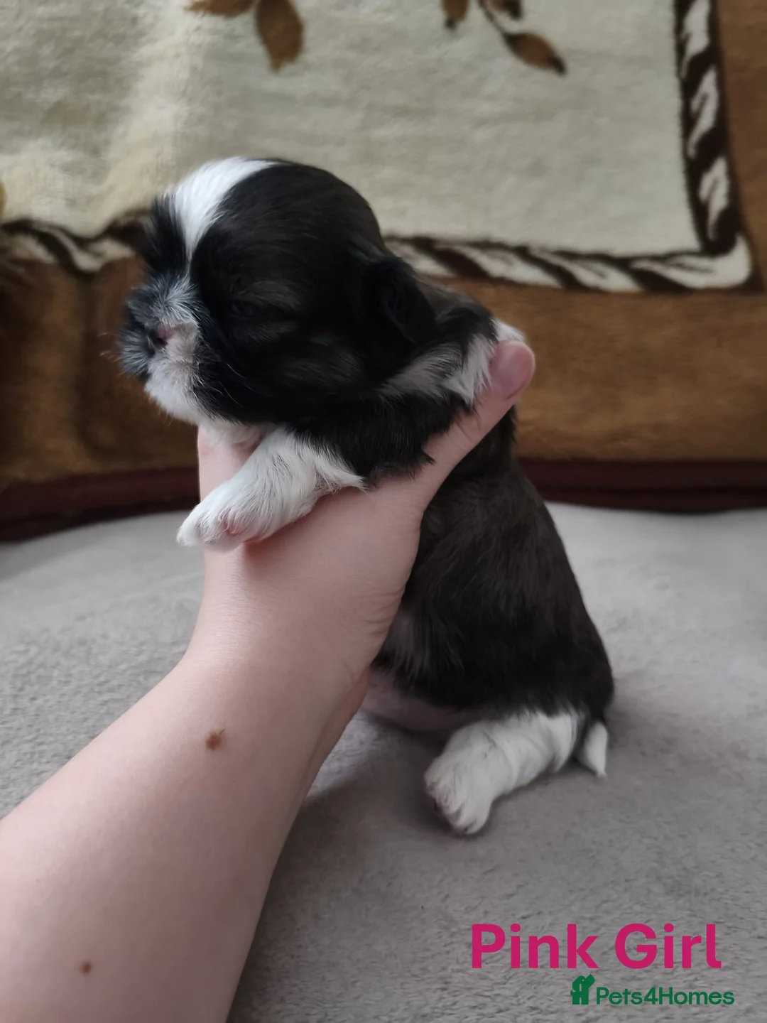 Shih Tzu dogs for sale: Pure Shih Tzu Puppies  - Advert 24