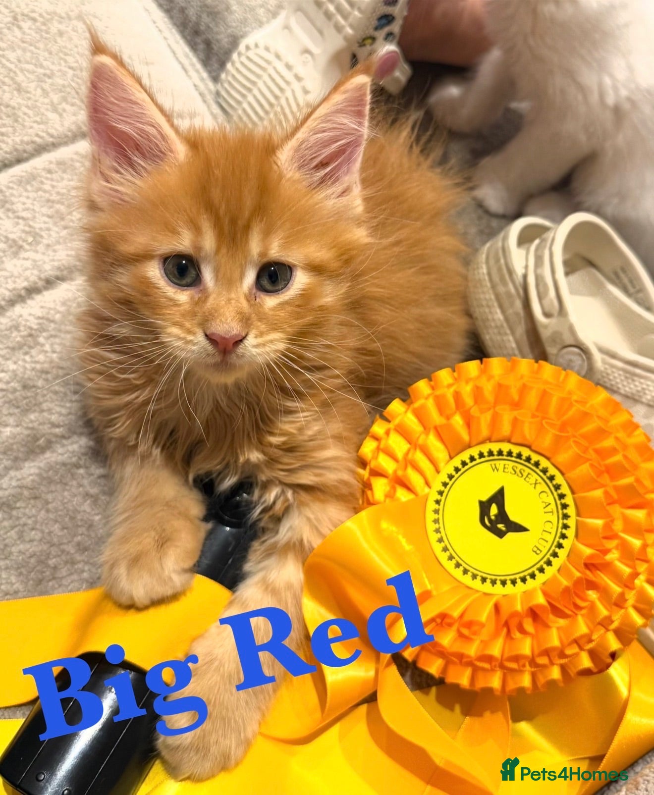 Maine Coon cats GCCF/TICA Pedigree Maine Coon Kittens - Advert 18