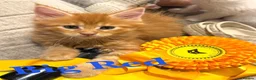 Maine Coon cats for sale: GCCF Pedigree Maine Coon kitten  - Advert 2