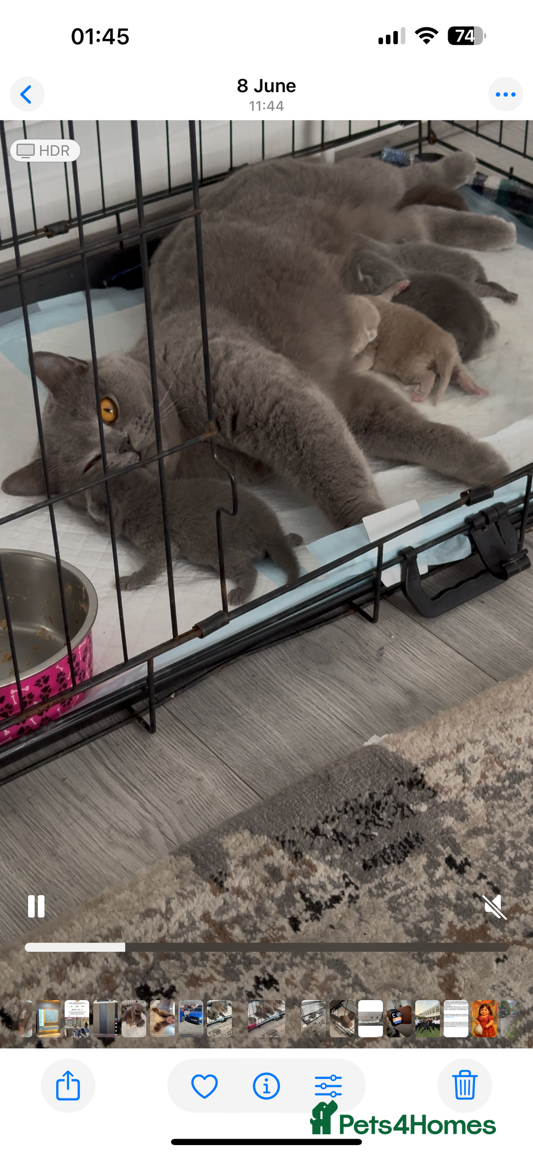 British Shorthair cats for sale: British shorthair kittens  - Image 9