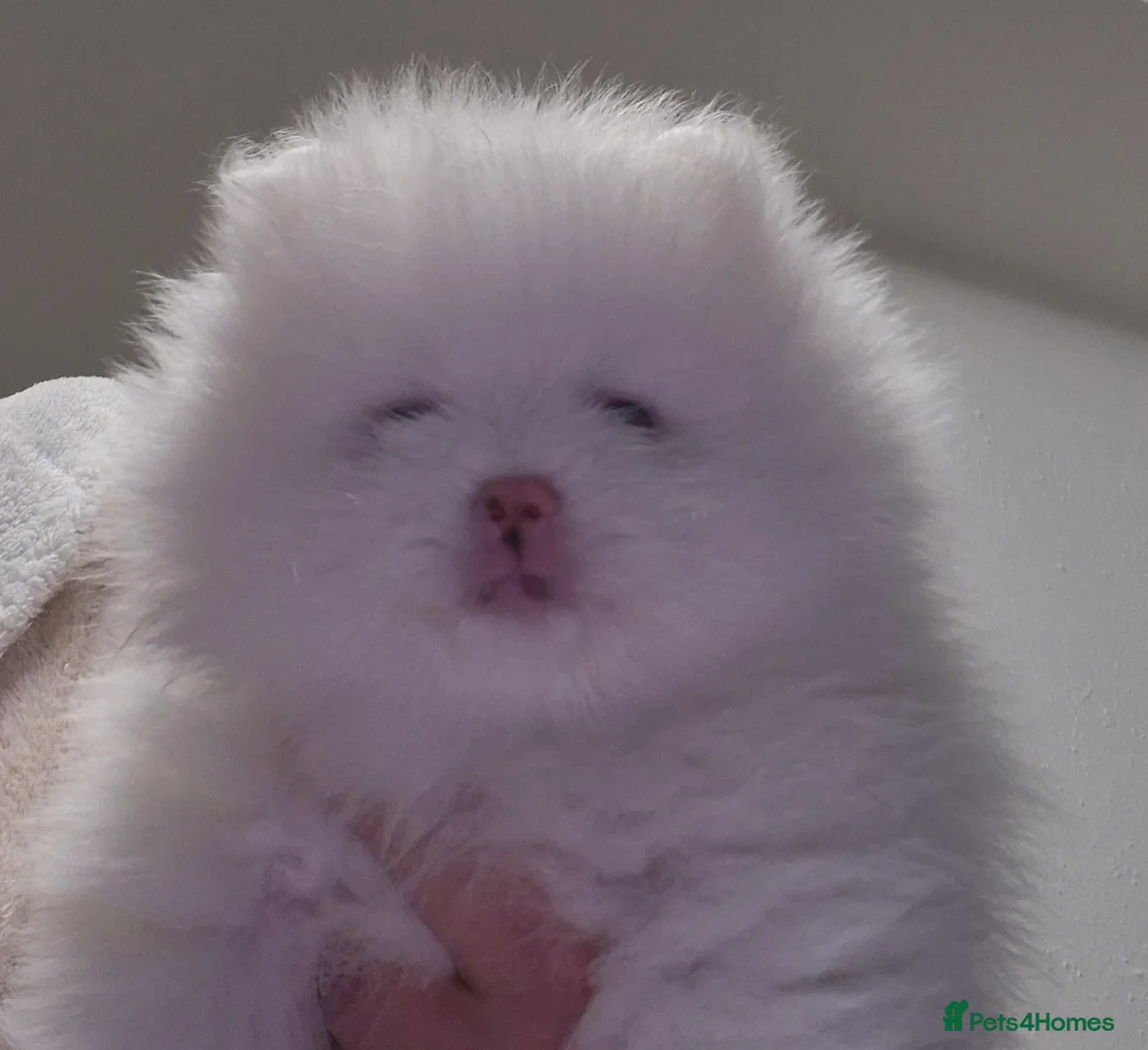 Pomeranian dogs for sale: Small pomeranians white - Advert 11