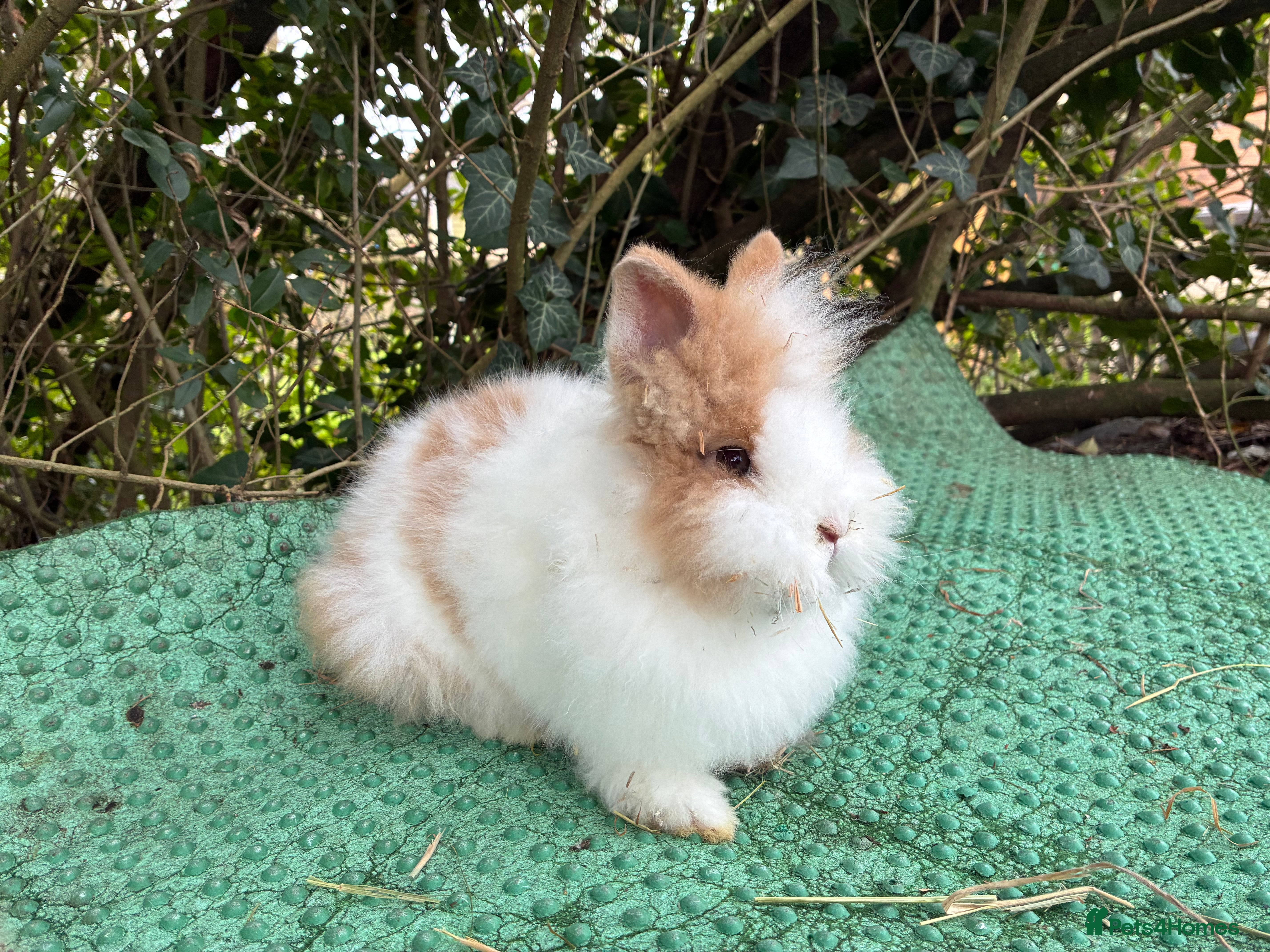 Lionhead rabbits 2 lionhead babies  - Advert 2