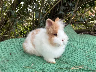 Lionhead rabbits 2 lionhead babies - Advert 2