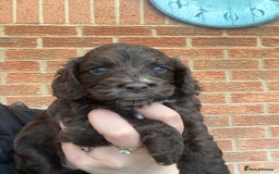 Cockapoo dogs for sale: Gorgeous F1 cockerpoo  - Image 3