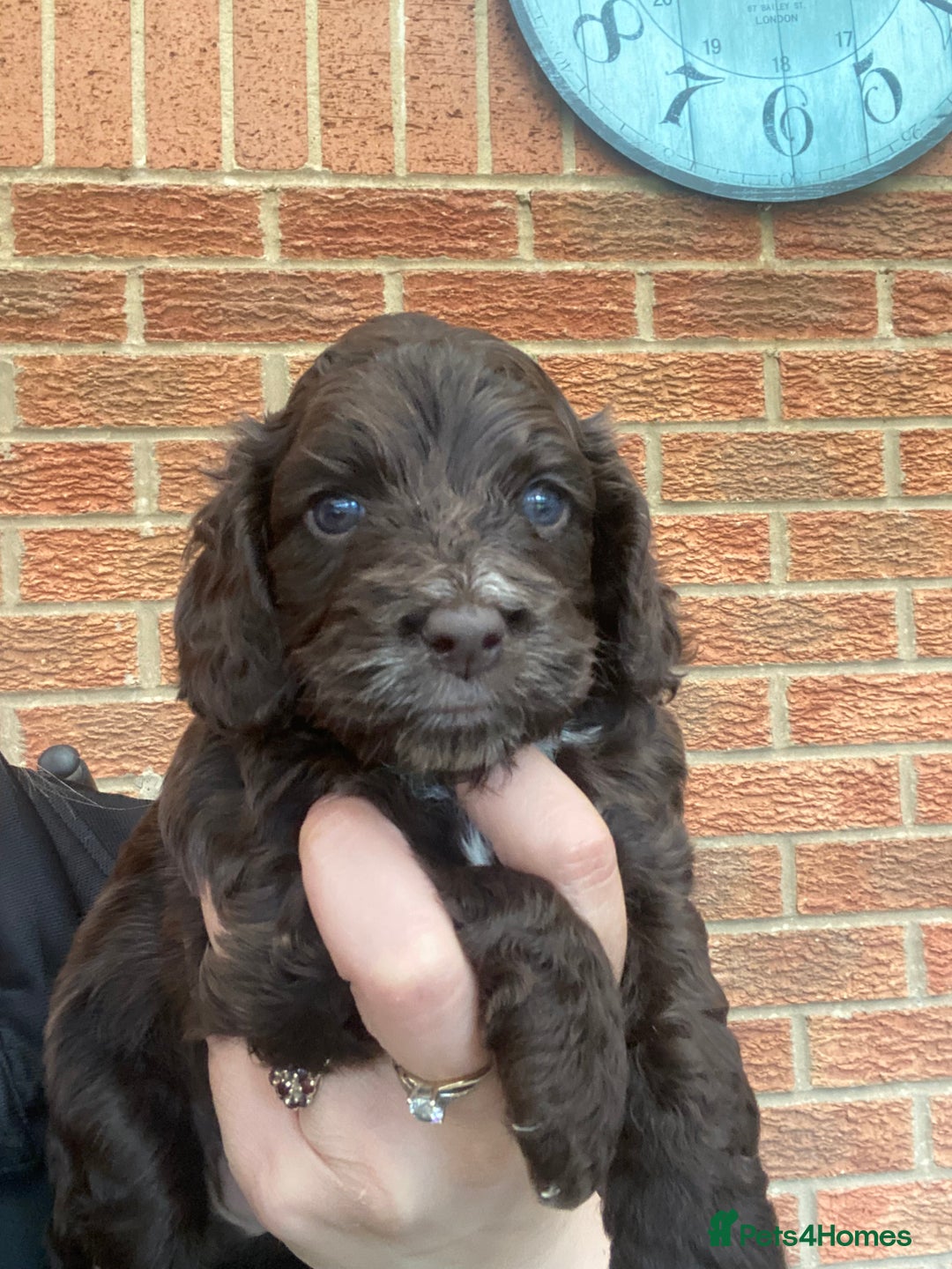 Cockapoo dogs for sale: Gorgeous F1 cockerpoo  - Image 3