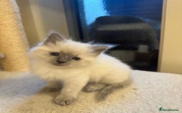 Ragdoll cats for sale: Amazing top Quality Ragdolls  - Image 1
