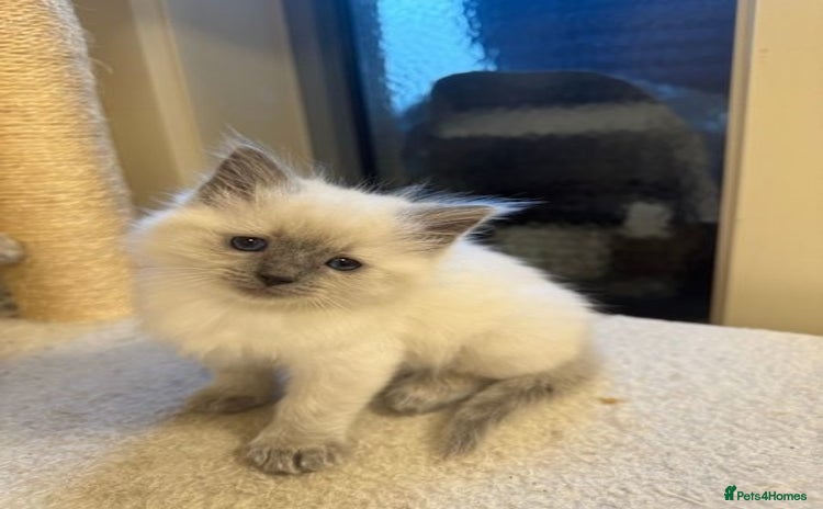 Ragdoll cats - Advert 2