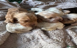 Cocker Spaniel dogs for sale: Exceptional litter of Show Type Cocker Spaniels - Image 4