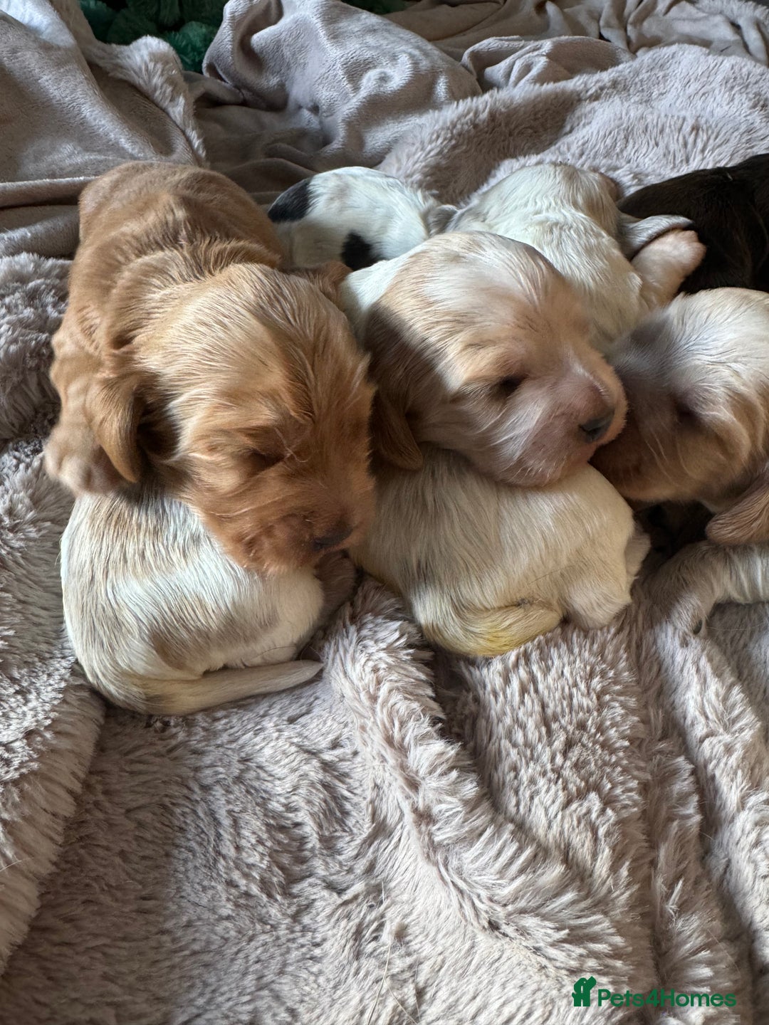Cocker Spaniel dogs for sale: Exceptional litter of Show Type Cocker Spaniels - Image 4