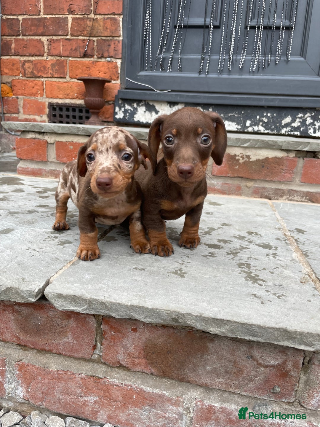 Miniature Dachshund dogs for stud: Stud Lilac Miniature Dachshund carrying cream. - Advert 8
