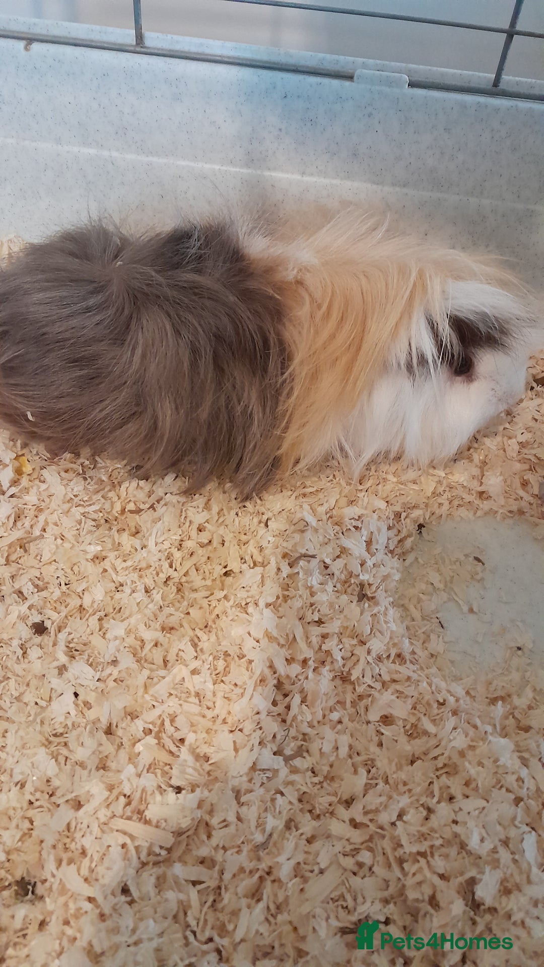 Guinea Pig rodents for sale: Guinea pigs - Advert 3
