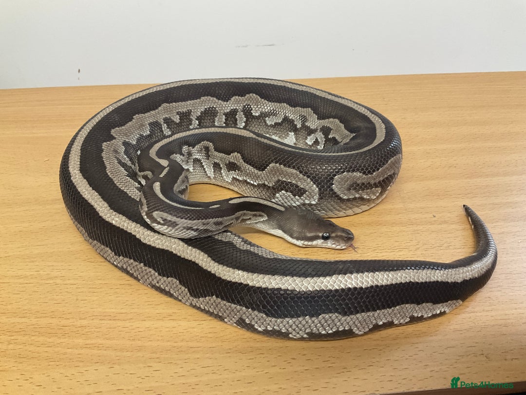 Python Snake reptiles for sale: Royal Pythons  - Image 17