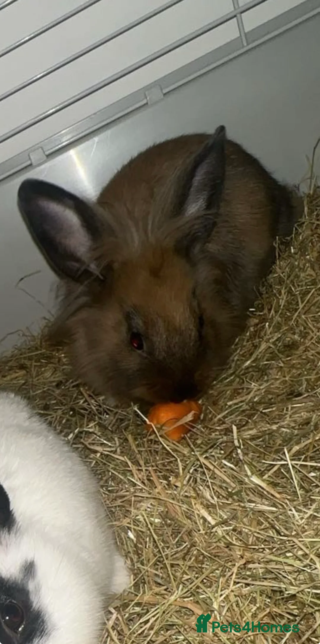 Mini Lion Lop rabbits for sale: Friendly mini lion lop boy born may 10th  in Saint Leonards-on-sea - Advert 2