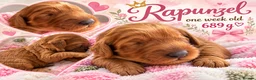 Australian Labradoodle dogs for sale: Multigenerational Australian Labradoodle Puppies - Advert 28