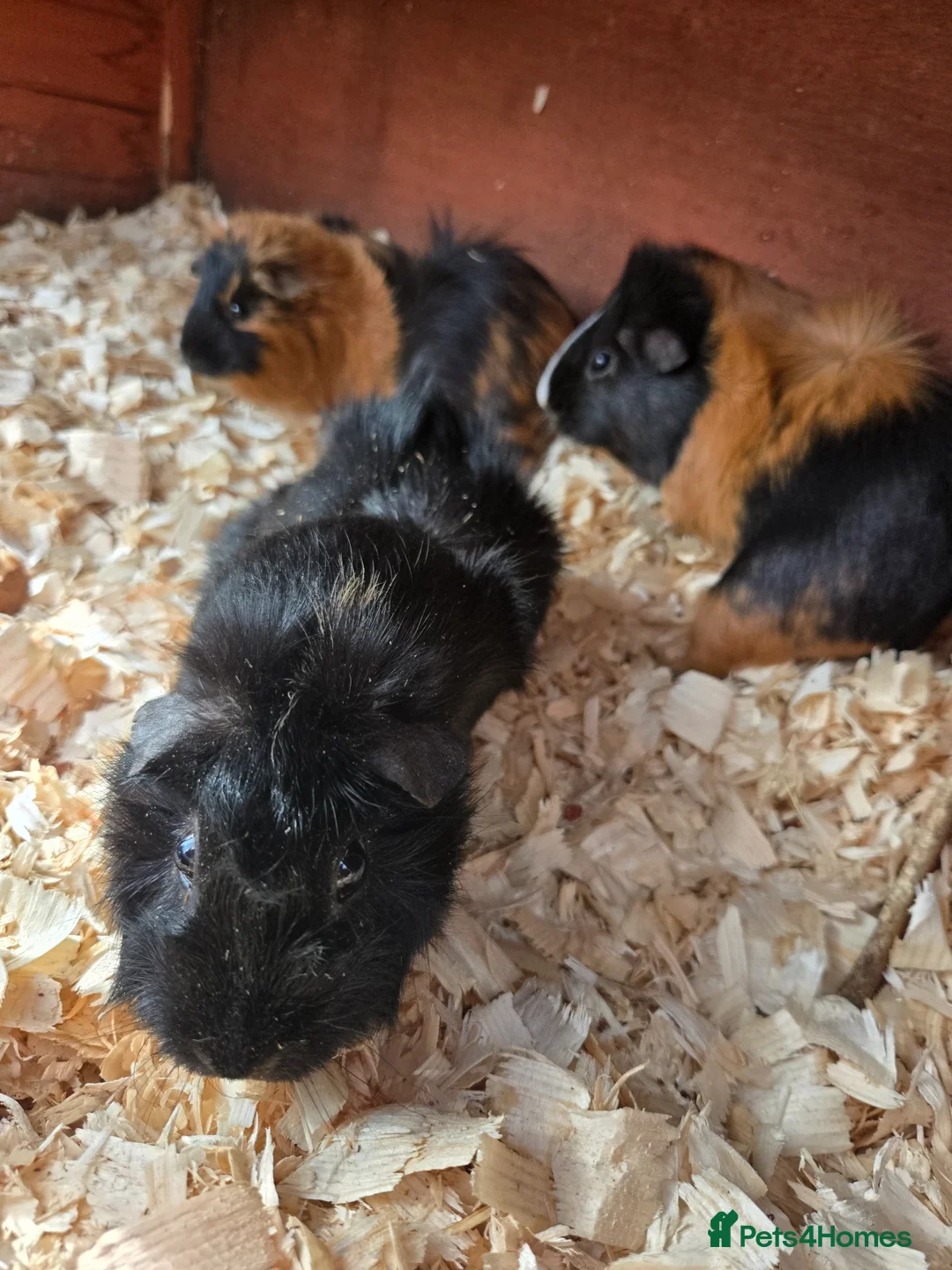 Guinea Pig rodents for sale: Guinea pig for sale  - Advert 2