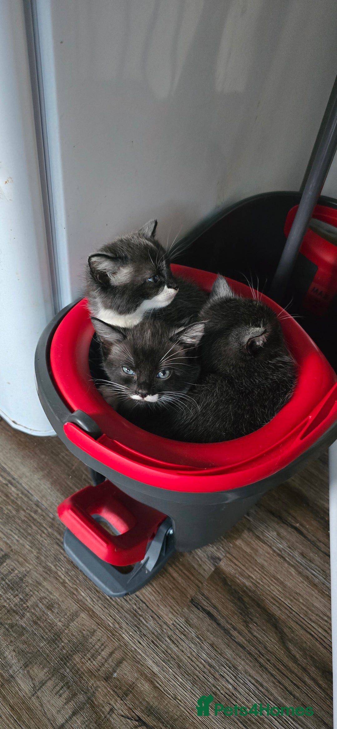 Mixed Breed cats for sale: 4 kittens  - Advert 1