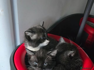 Mixed Breed cats 4 kittens - Advert 2