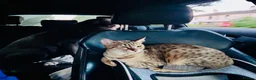Savannah cats for sale: Stunning Savannah Queen–Looking For Forever Home ❤ - Advert 16