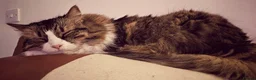 Mixed Breed cats for sale: Gorgeous 9yo Maine Coon x Tabby cat for sale. - Advert 6