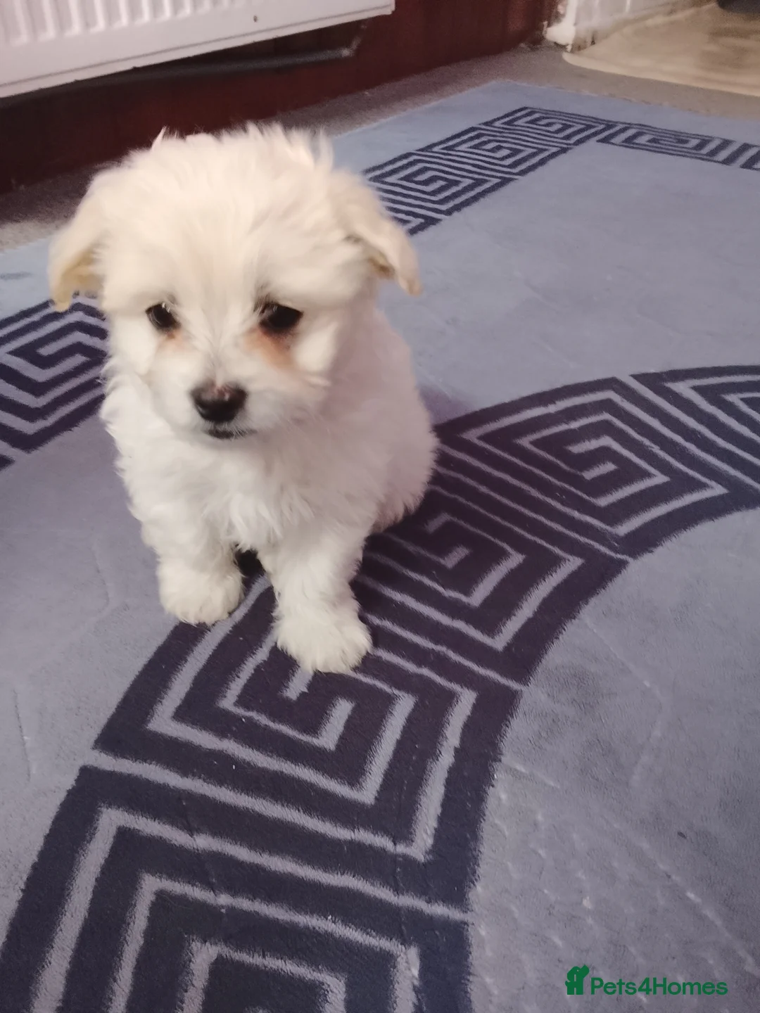 Bichon Frise dogs for sale: Ms Antonio Vlasceanu - Advert 2