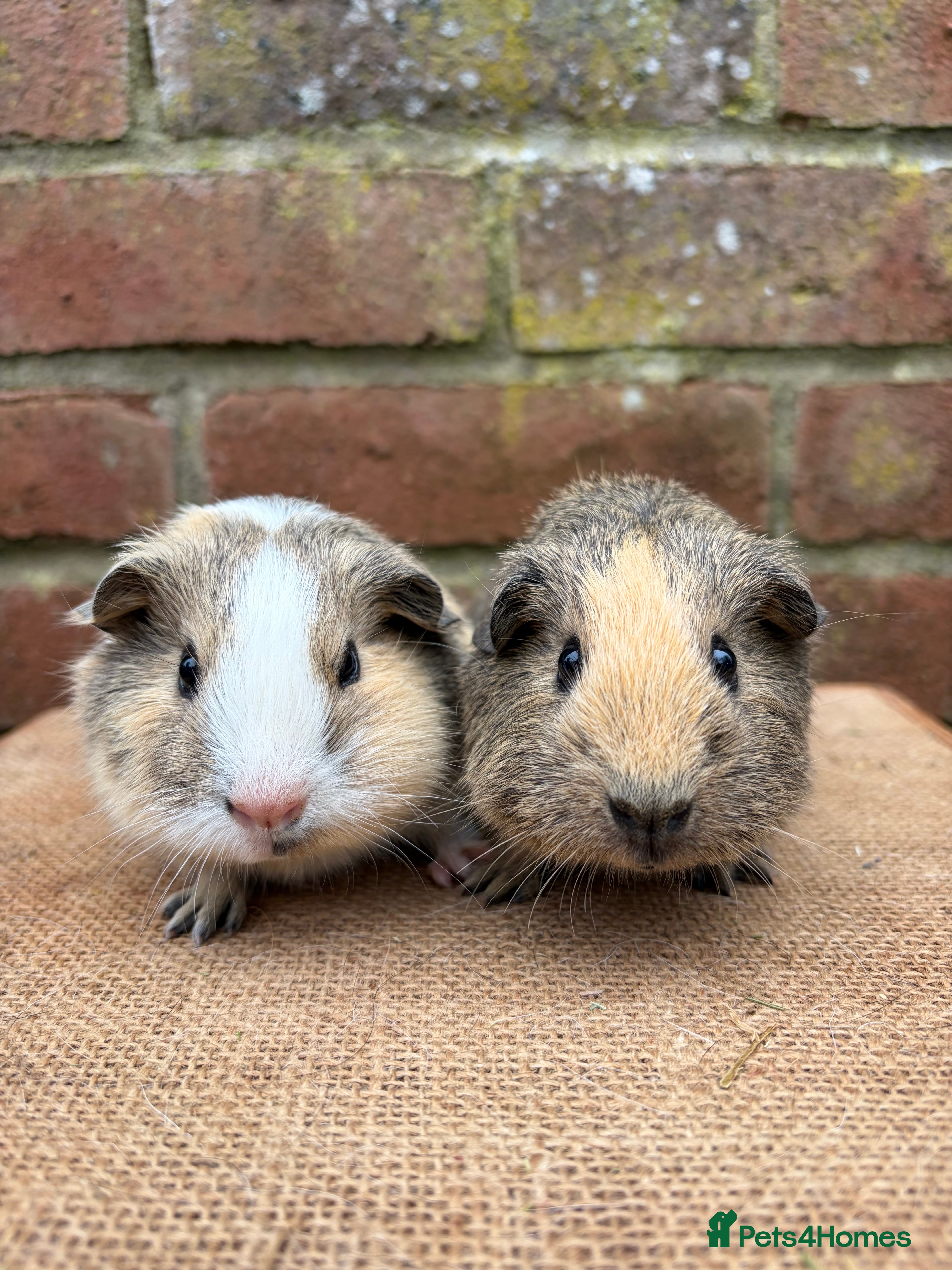 Guinea Pig rodents Two handsome brothers  - Advert 1