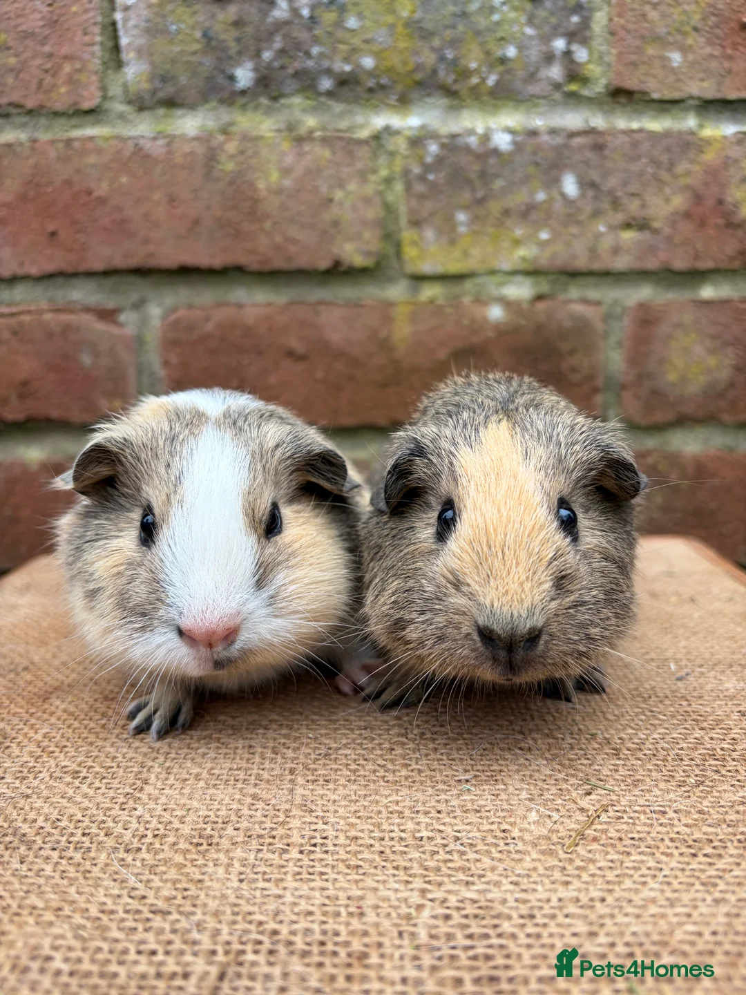 Guinea Pig rodents for sale: Two handsome brothers  - Advert 1