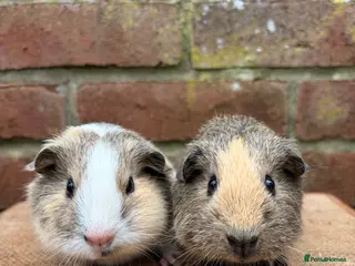 Guinea Pig rodents Two handsome brothers - Advert 5