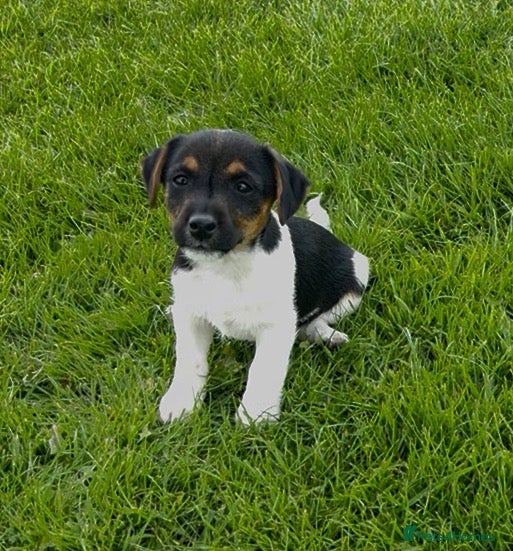 Mixed Breed dogs Absolutely gorgeous Tri Coloured Male Pup - Advert 1