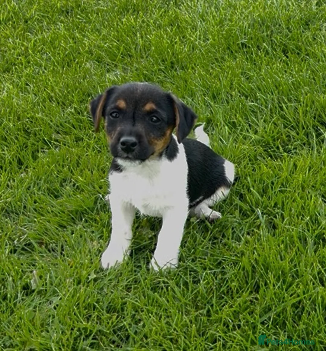 Mixed Breed dogs for sale: Absolutely gorgeous Tri Coloured Male Pup in Lincoln - Advert 1