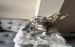 British Shorthair cats for sale: SILVER TABBIES - Registered & Full Pedigree - Image 17