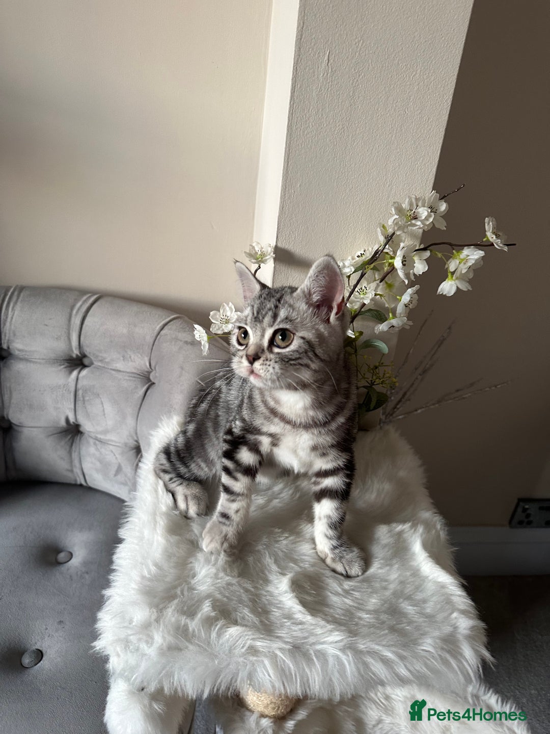 British Shorthair cats for sale: SILVER TABBIES - Registered & Full Pedigree - Image 17