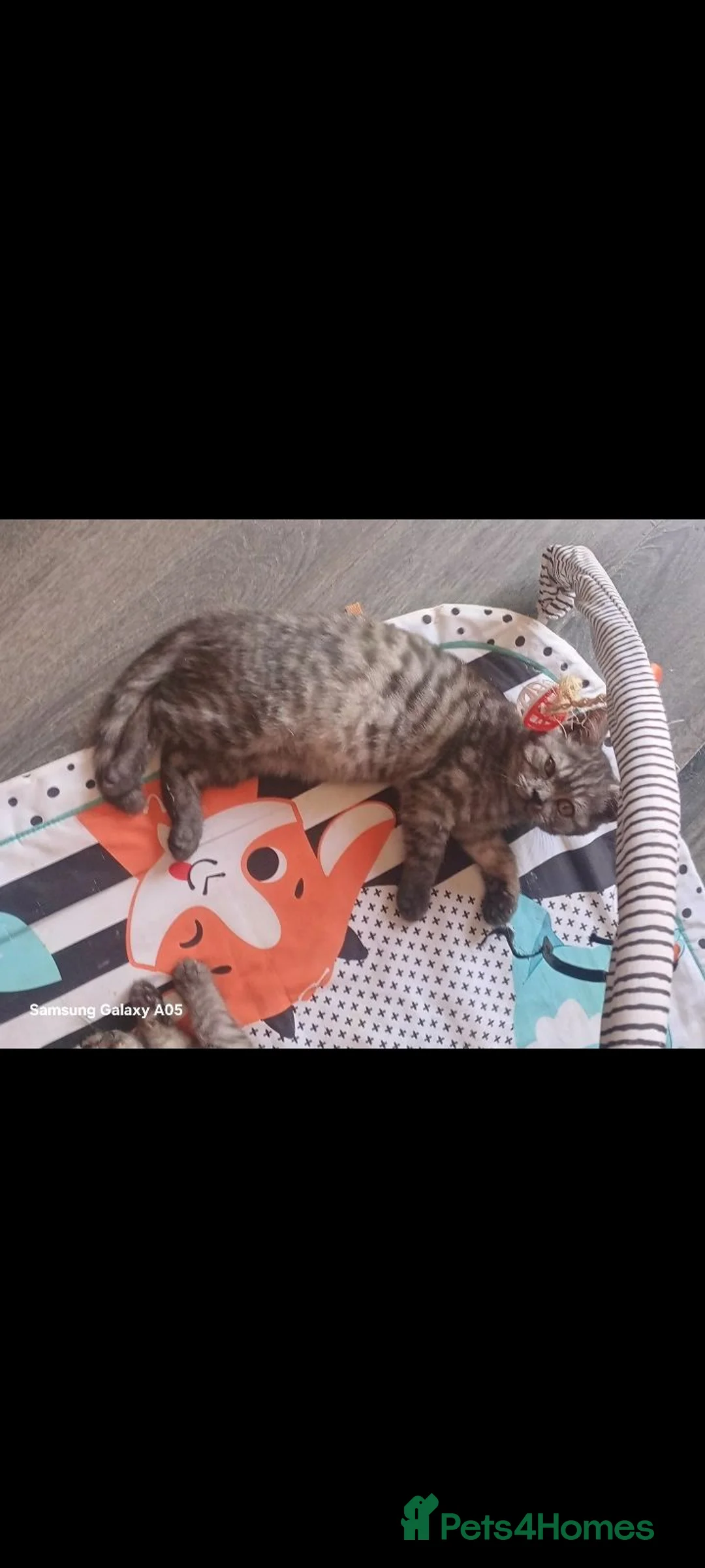 British Shorthair cats for sale: Fukk British short-hair  - Advert 1
