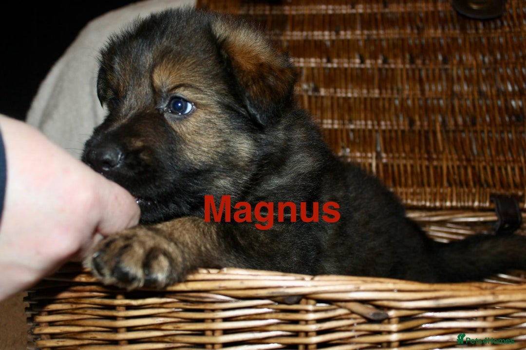 German Shepherd dogs for sale: German shepherd puppies  - Advert 13