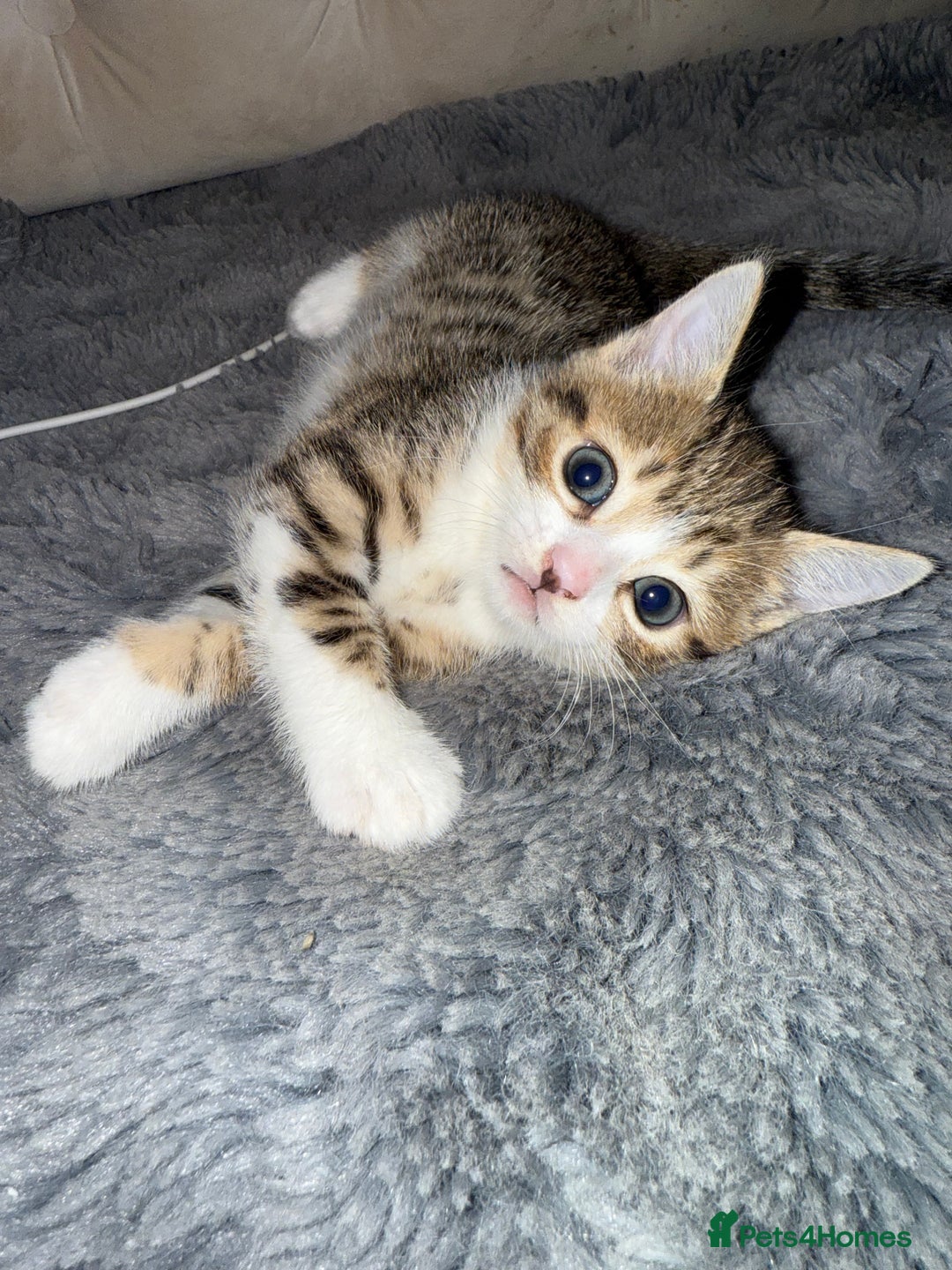 Bengal cats for sale: Stunning silver bengal cross - Image 4